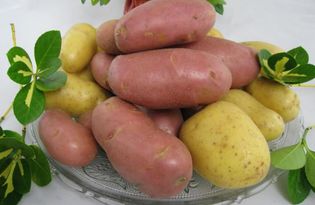 Картофель. Калорийность, польза и вред