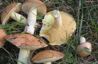 Лесные грибы. Калорийность, польза и вред