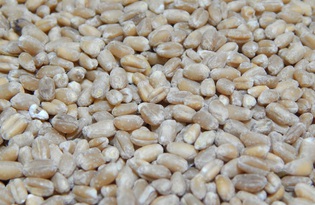 Цельные зерна пшеницы. Калорийность, польза и вред.