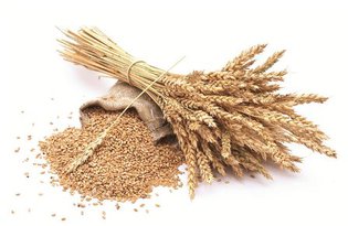 Крупа пшеничная Артек. Калорийность, польза и вред.