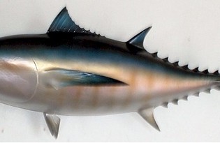 Рыба тунец. Калорийность, польза и вред.