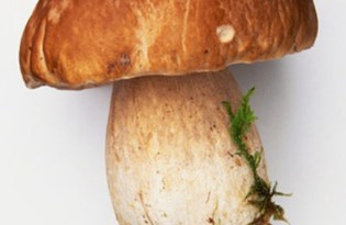 Белый гриб (боровик). Калорийность, польза и вред.