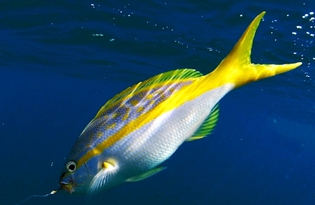 Рыба желтохвост (лакедра). Калориность, польза и вред.